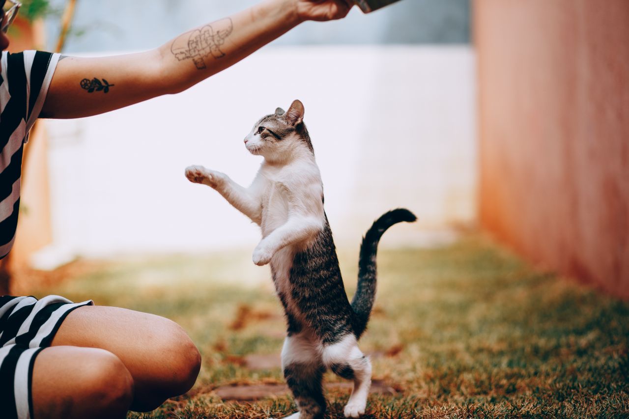 Vous avez besoin de conseils concernant le dressage de votre chat